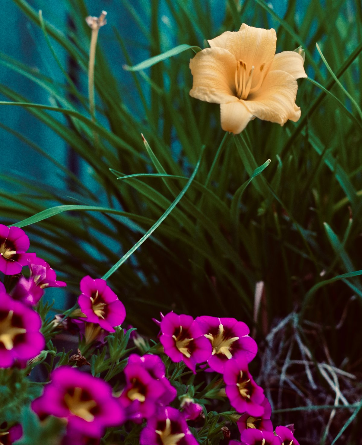 Flowers #bloomscrolling