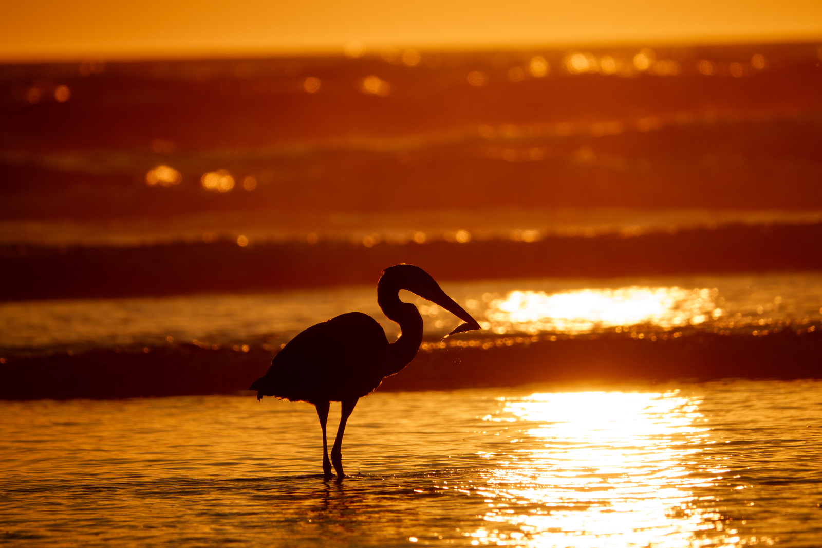 Great Blue Heron hunting at the waterline