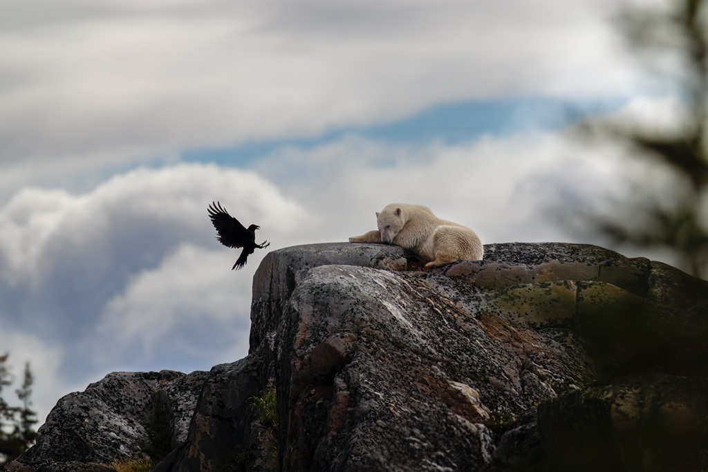 A polar bear facing a raven at the edge of the Arctic